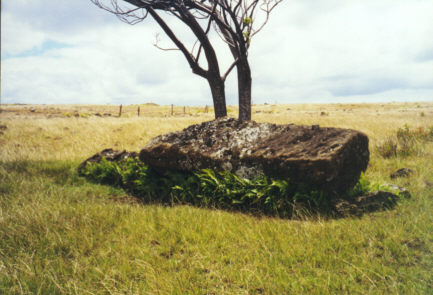 Another moai along the way, disturbed by two trees